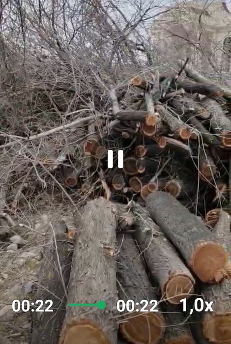 Продам резаный карагач много