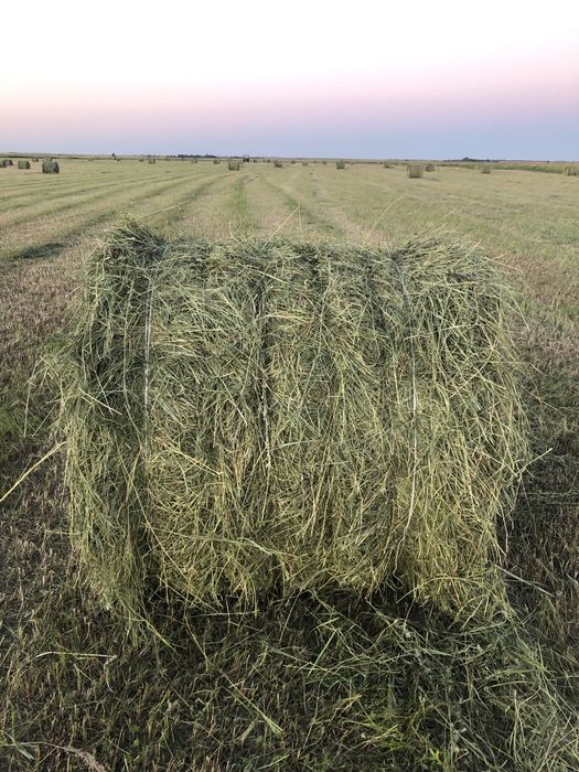 Продам сено луговое 2026г.