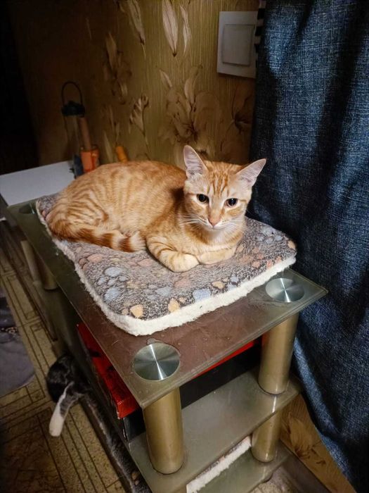 Котик рыженький, ласковый