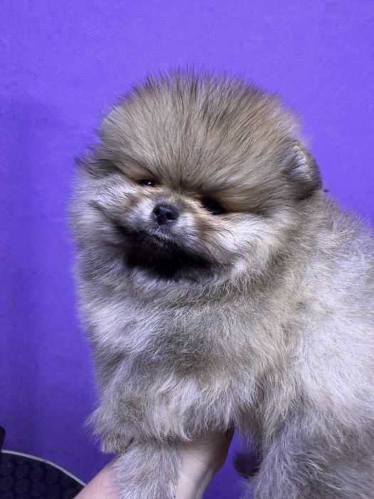 Щенок померанского шпица