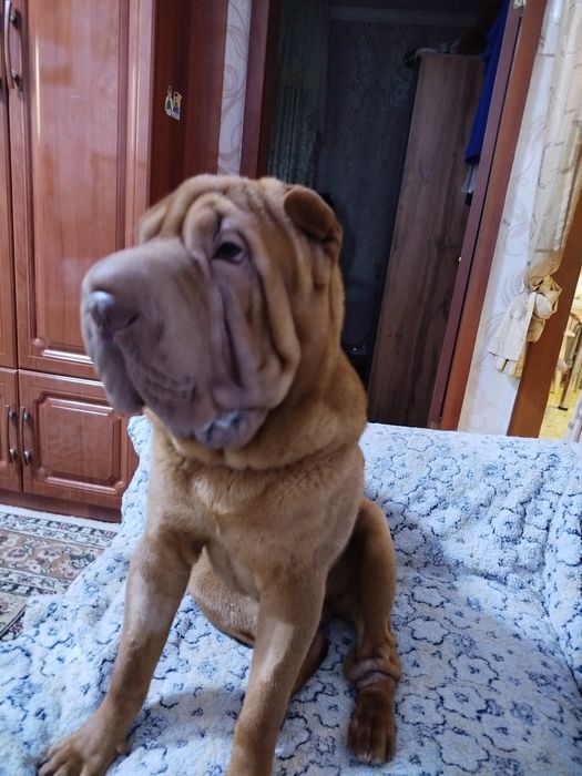 Шарпей мальчик ищет девочку