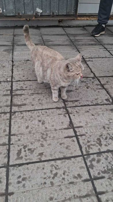 Чья шотландская кошка?