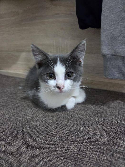 Отдам в добрые руки котенок девочка