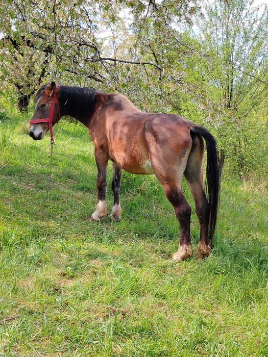Vând armăsar blând