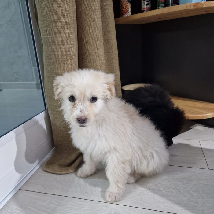 Щенки в добрые руки