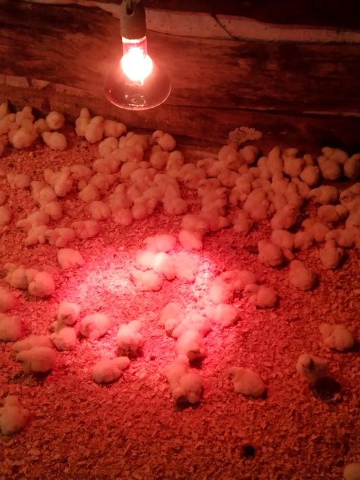 Цеплята бролер рос 308-Чехия