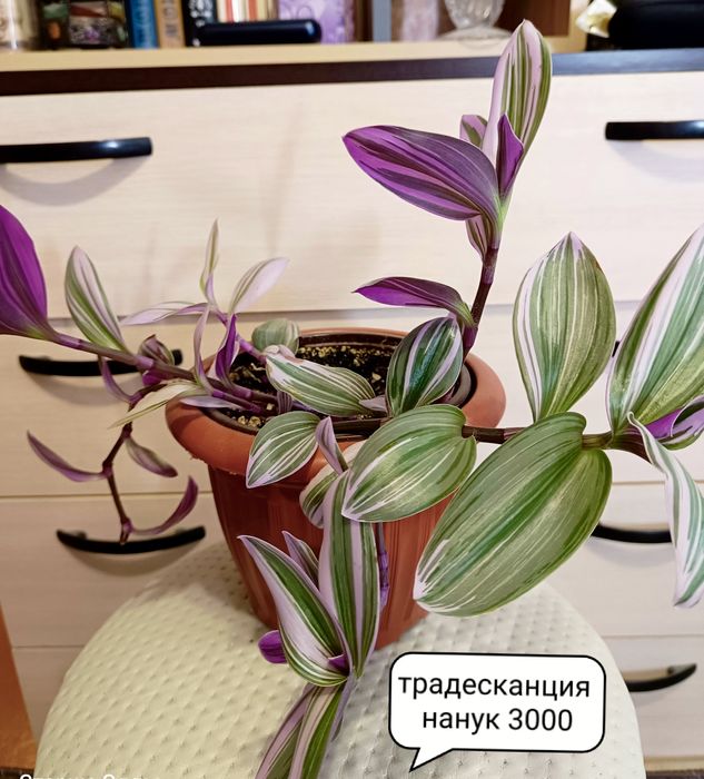 Комнатные растения