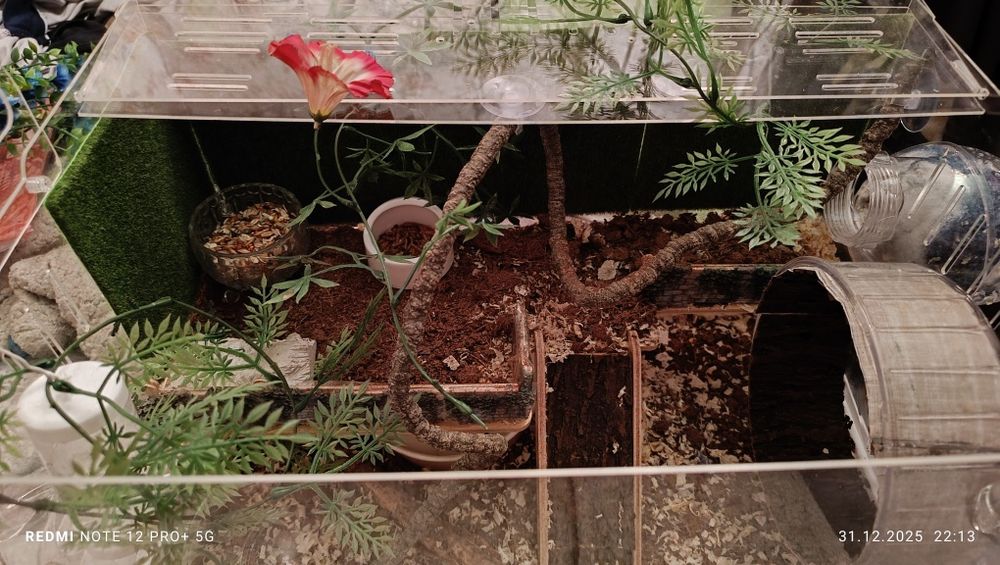 Продам грызуна с боксом.