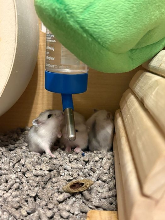 Donez hamsteri pitici siberieni