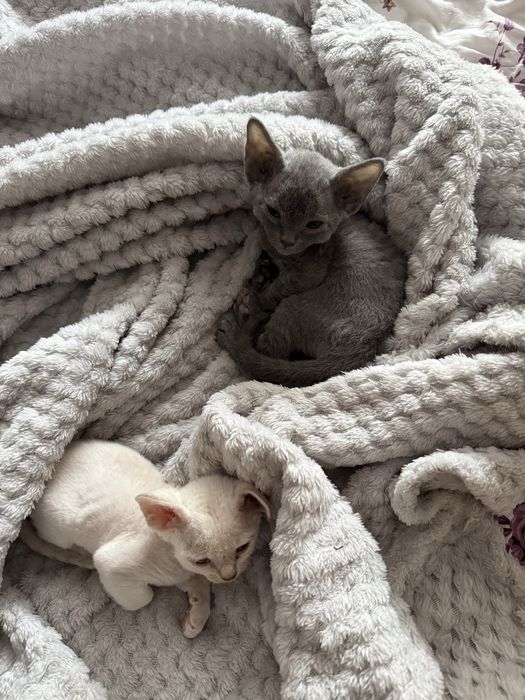 Продаются чистопородные котята породы Девон Рекс /Toza zotli Devon Rex