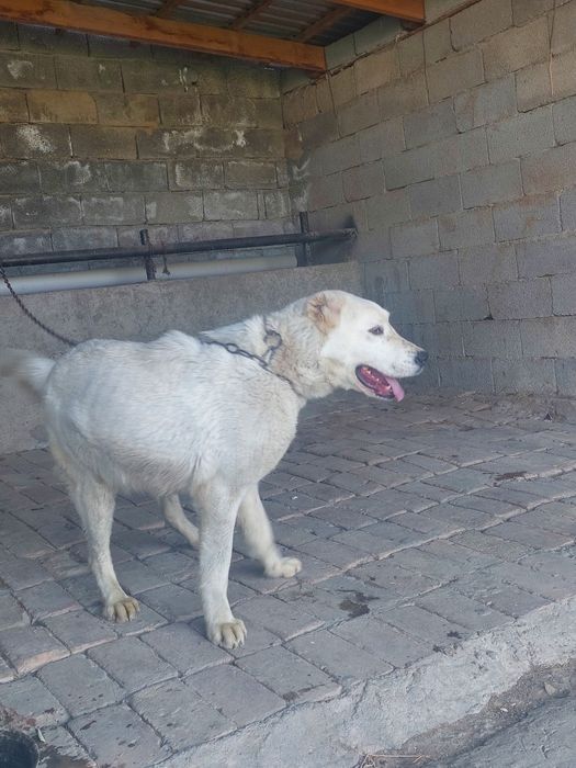 Ит сатылады 8 айлық.