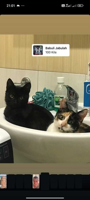 Подарявам малко коте