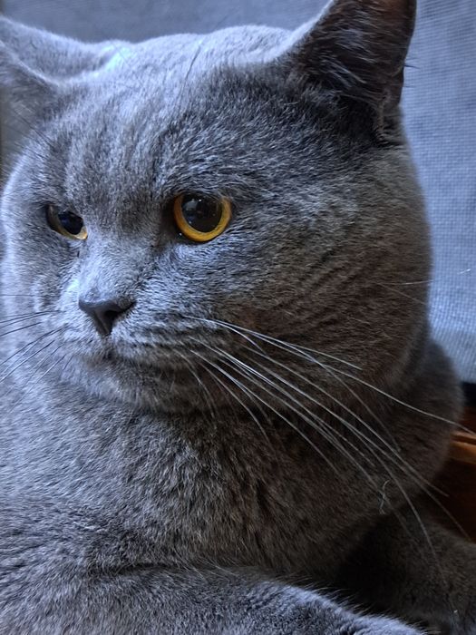 На вязку!котик ищет кошечек