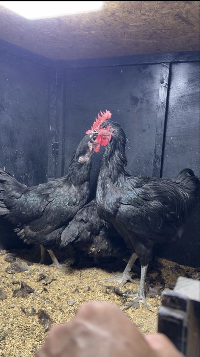 Кора щагзода тоза кон 2+1