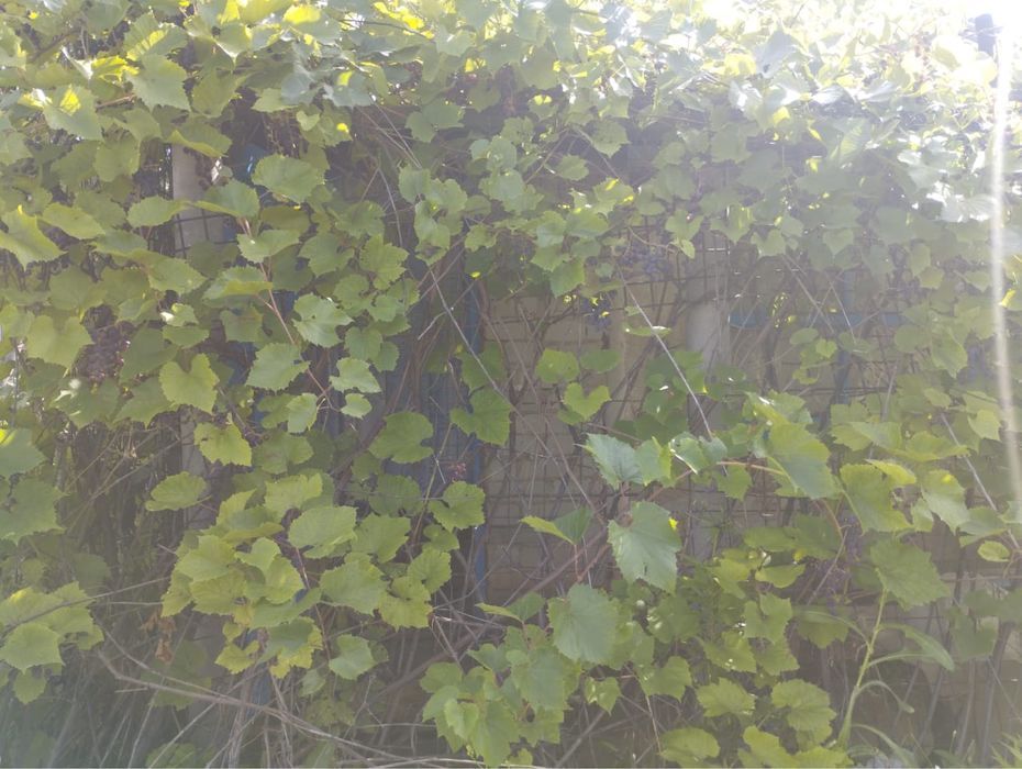 Продам дачу. 10 соток