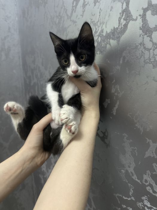 Котенок мальчик в добрые руки