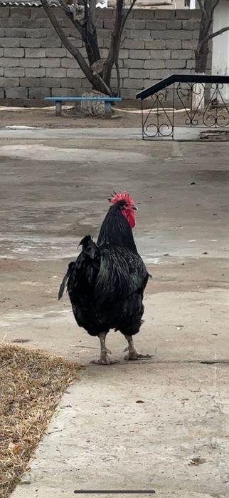 Джерсийский гигант