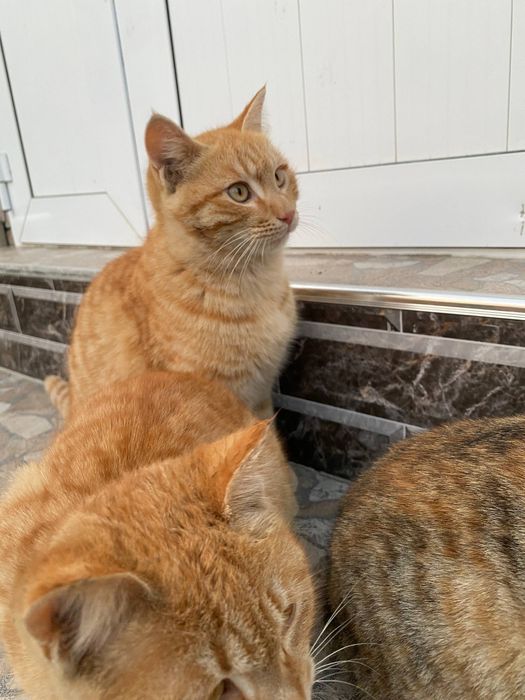 Продается котята