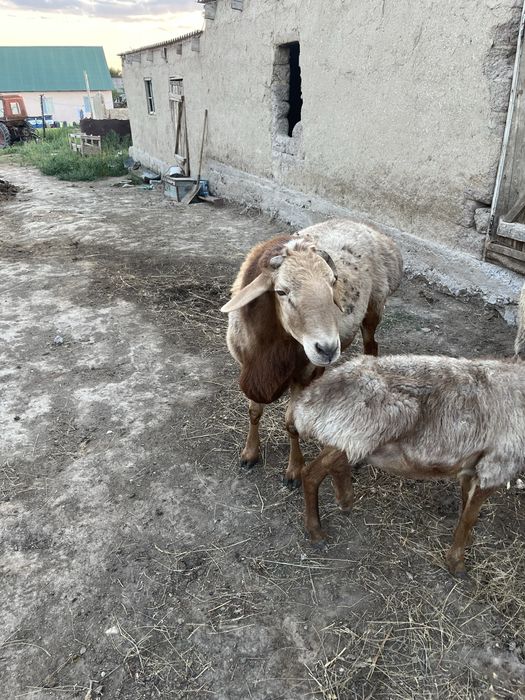 Кошкар сатылады гиссар