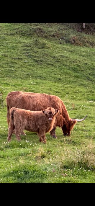 vaca  highland scotian