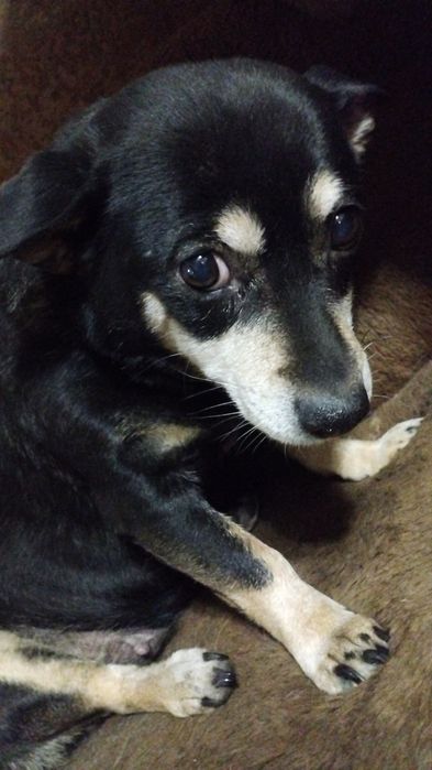 Ищу новых хозяев