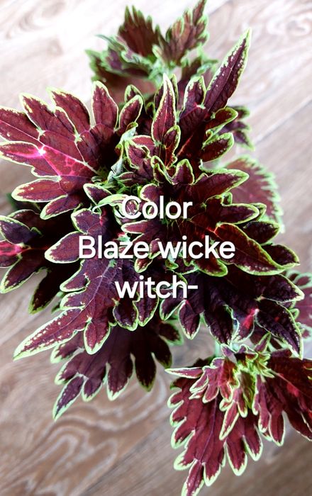 КОЛЕУСЫ. Листай карусель