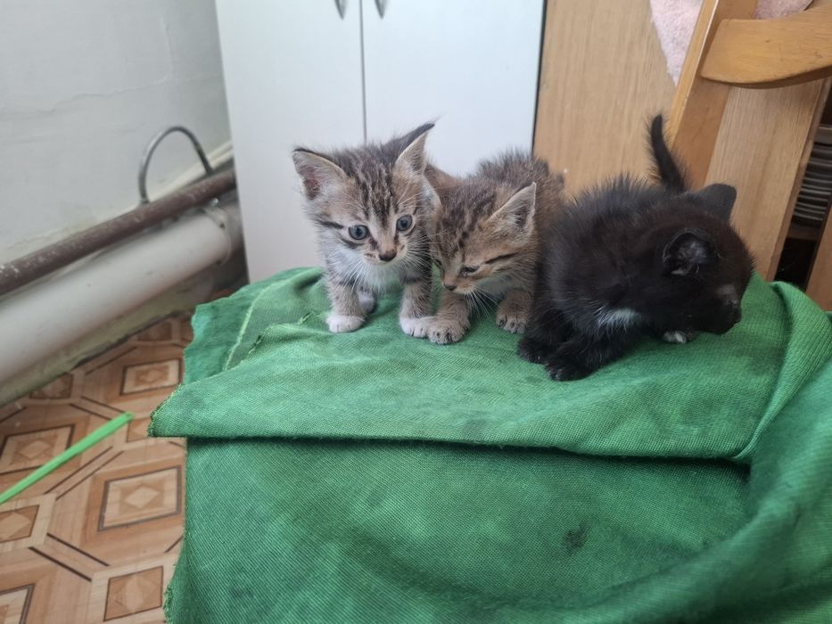 Отдам котят в хорошие руки