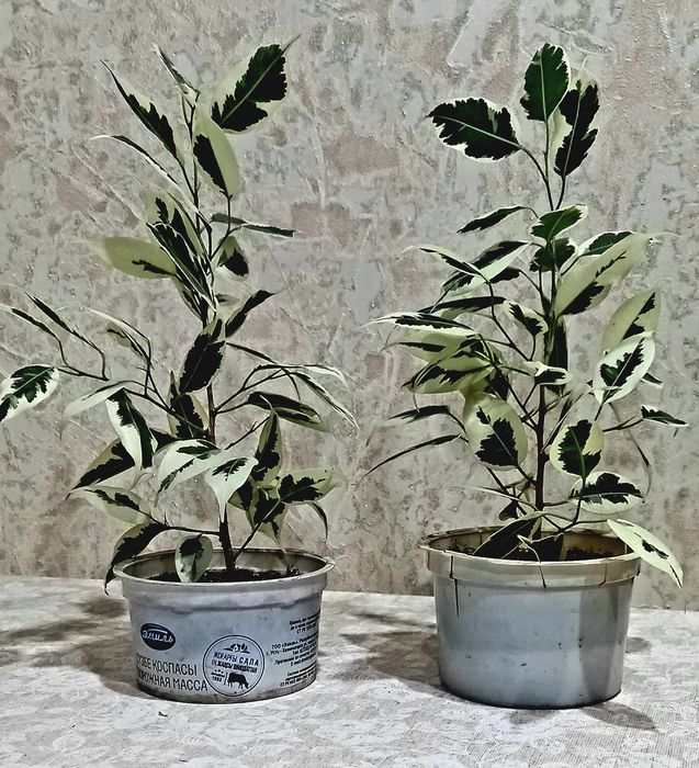 Фикус Бенджамина