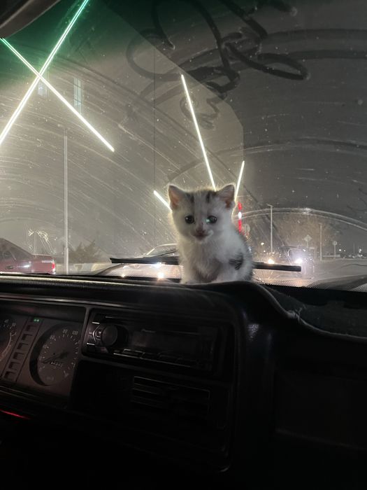 Кошка 3 месяца, мальчик!