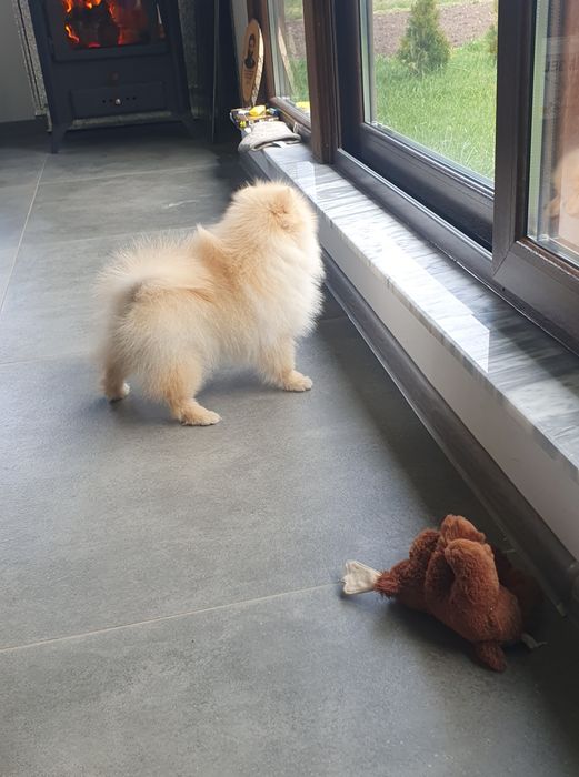 померан померански шпиц