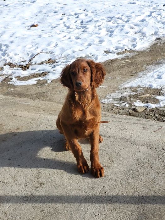 Ирландский сеттер