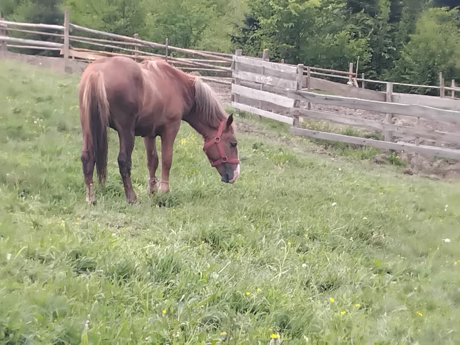 Vând mânz de 1an și 6luni.