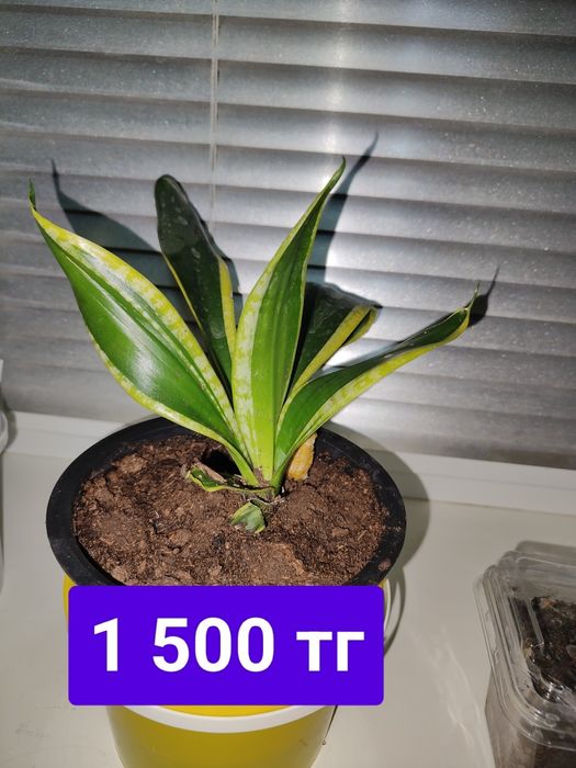 Продается цветы Сансевиерия (Щучий хвост