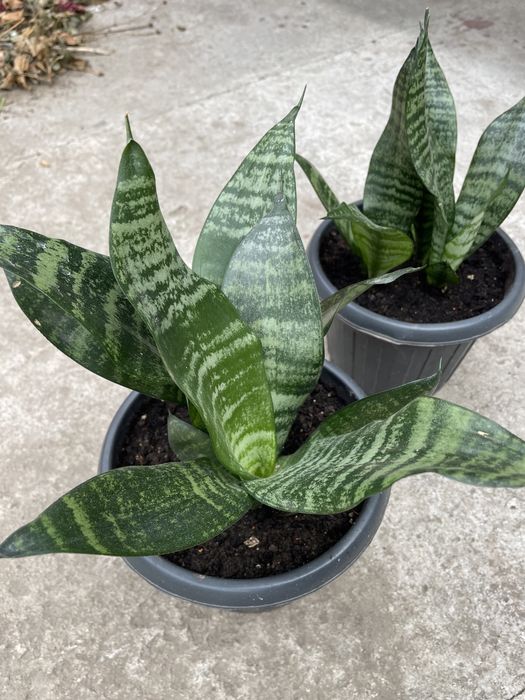 Сансевиерия