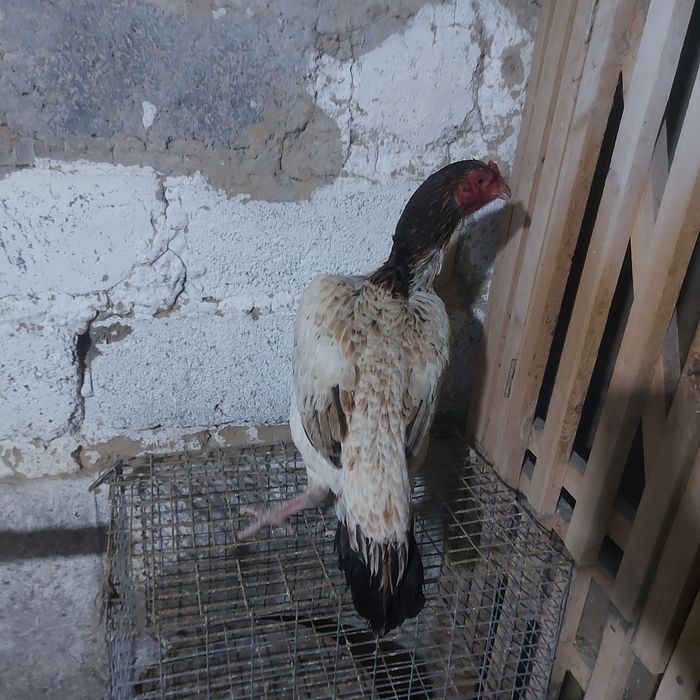 Шамо микс Корейц 2год беланошка