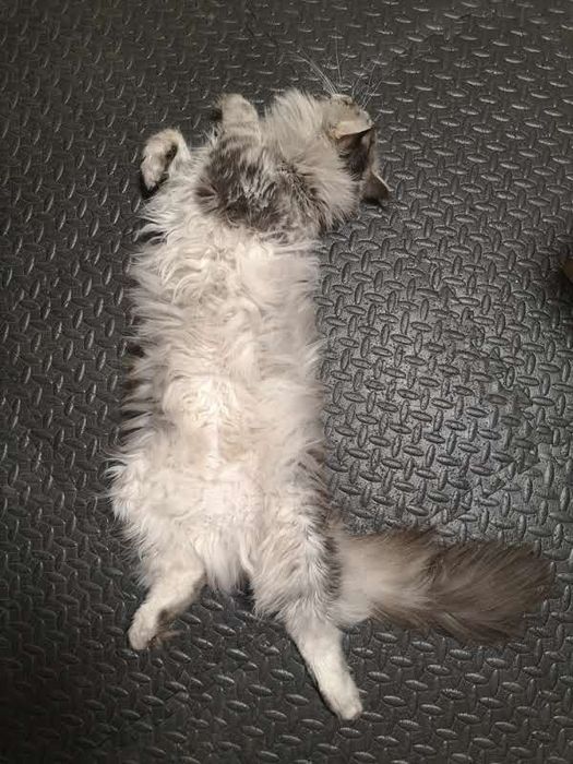 Коте порода Мейн Кун