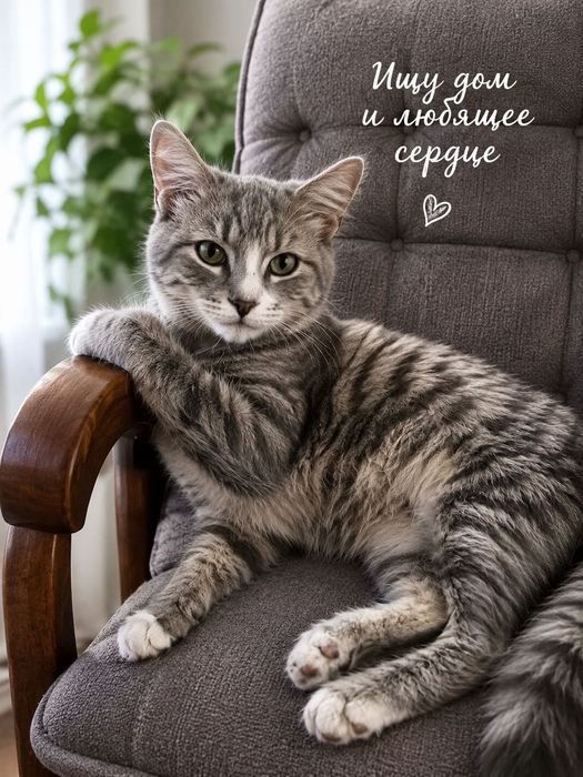 Котик Матроскин ищет самую лучшую семью