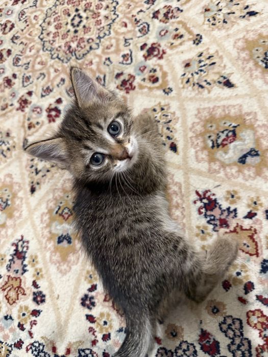 Котята мысықтар