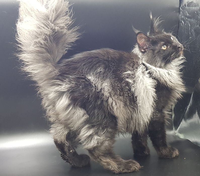 Кот мейн-кун крупный