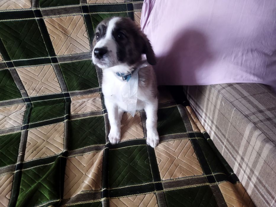 Щенки. В описание!