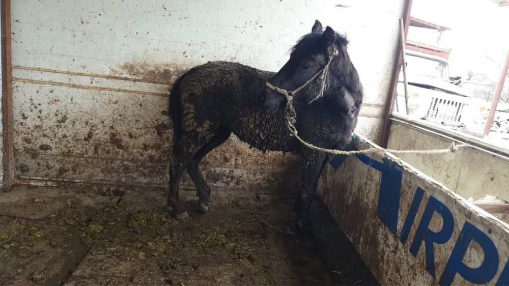 Байтал еки жасар сатылады