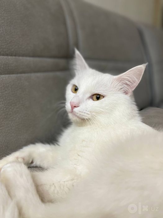 Белый кот ласковый