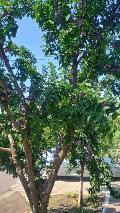 Vand PRUNE pentru consum si pentru rachiu