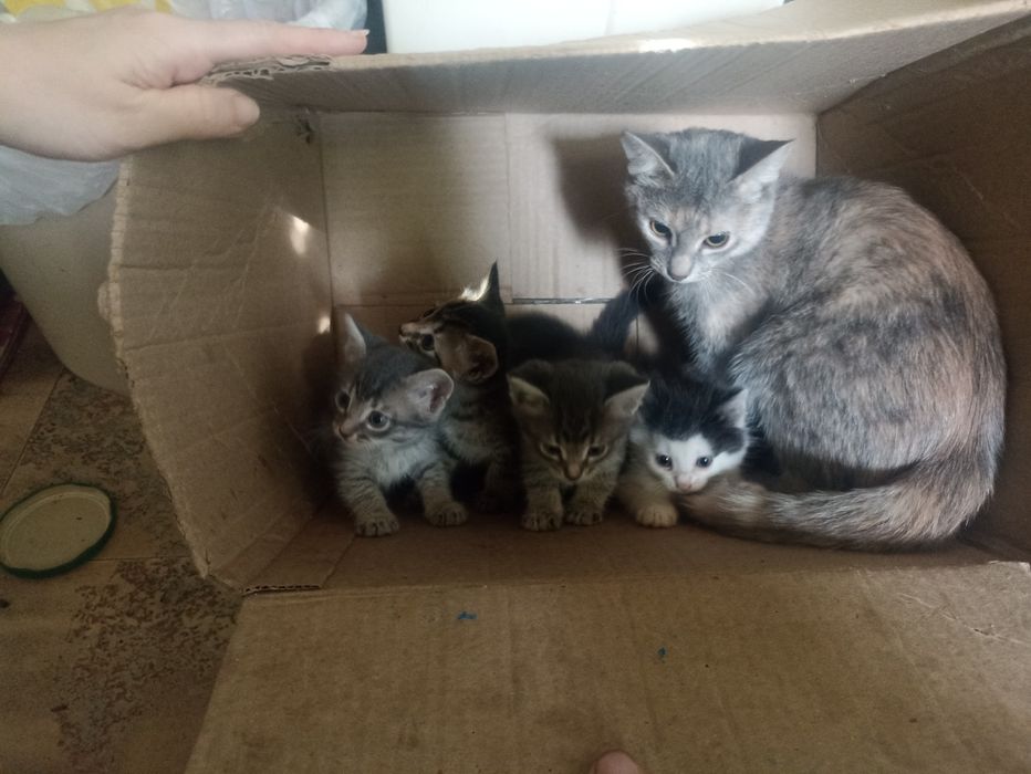 Одам котят в добрые руки