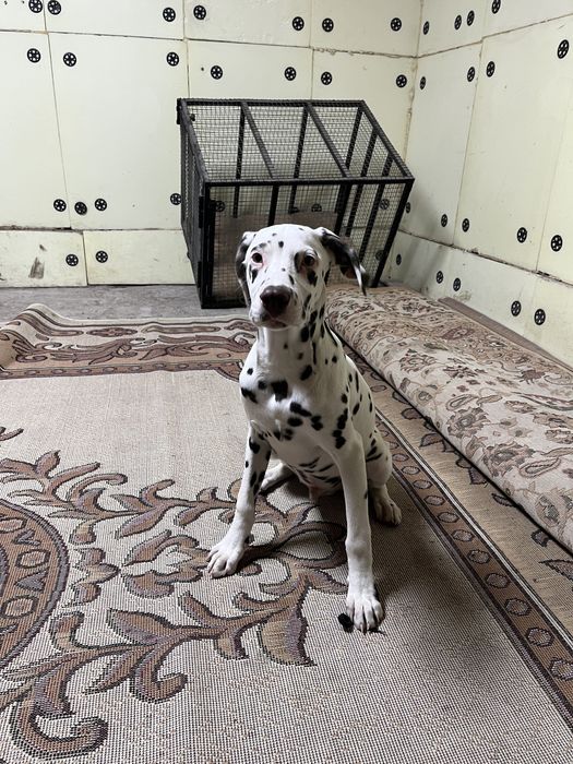 Продаю щенков далматинцев