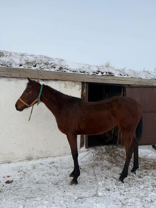 Байтал сатылады!!!