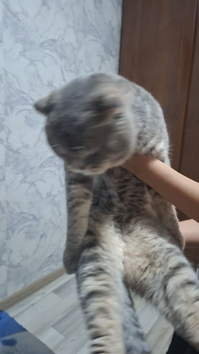 Продаётся кот Скоттиш фолд вислоухий