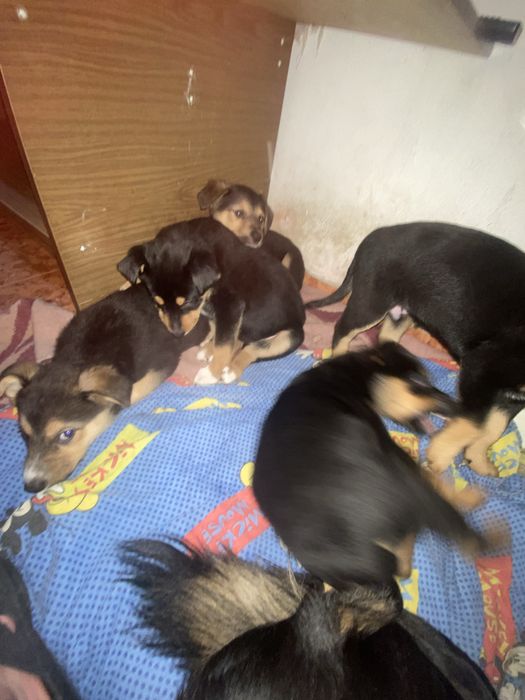 Подарявам кученца на два мевеца