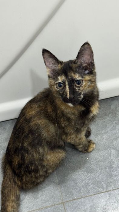 Кошка в добрые руки