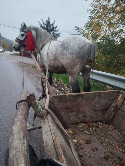 Cal de vânzare Armăsar